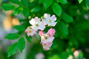 春に咲くノイバラの淡いピンクと白の花