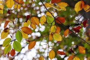 紅葉