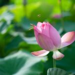 ハスの花