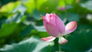 ハスの花