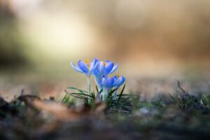 クロッカスの花