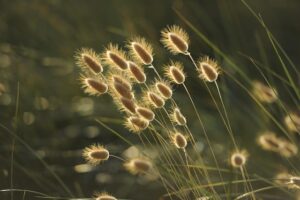 ウサギノオの植物