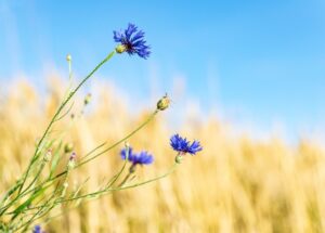 ヤグルマギクの花