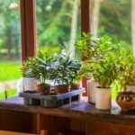 窓辺の観葉植物
