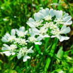 オルレアの花