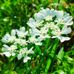 オルレアの花