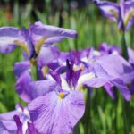 花菖蒲