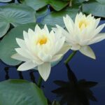 蓮の花