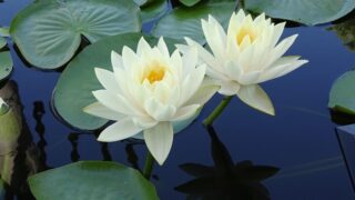 蓮の花