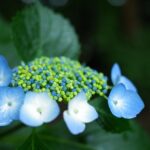 紫陽花