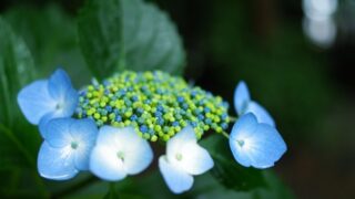 紫陽花