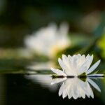 蓮の花