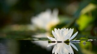 蓮の花