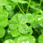 雨のしずく