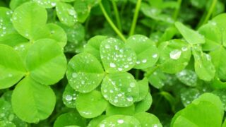 雨のしずく